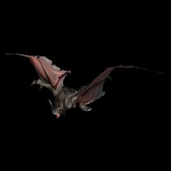 Bat model