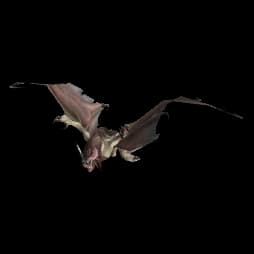 White Bat bat