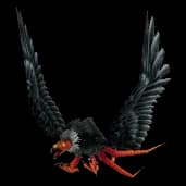 Carrion Bird model