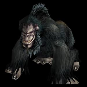 Black Gorilla gorilla