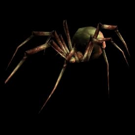 Olive Spider spider