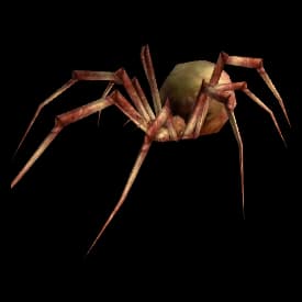 Tan Spider spider
