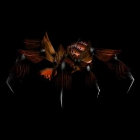 Red Tarantula spider