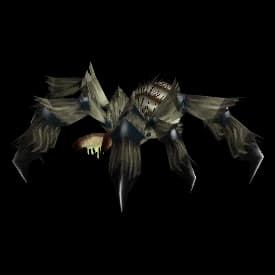 Grey Tarantula spider