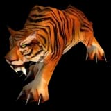 Orange Striped Cat cat