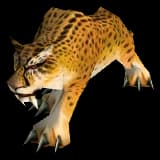 Spotted Orange Cat cat